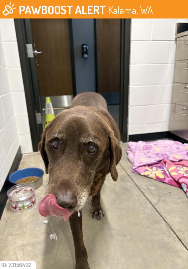 Found/Stray Male Dog last seen Taylor Road, Kalama, WA 98625