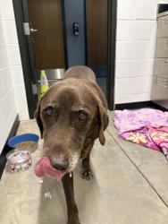 Found/Stray Male Dog last seen Taylor Road, Kalama, WA 98625