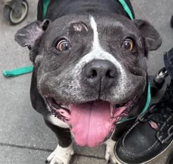 Shelter Stray Female Dog last seen , 4000 N Silverbell Rd, Tucson, AZ 85745, USA