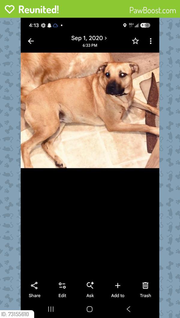 Reunited Female Dog last seen Triangle and Utica, Sterling Heights, MI 48312