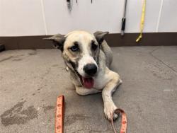 Shelter Stray Female Dog last seen , 4000 N Silverbell Rd, Tucson, AZ 85745, USA