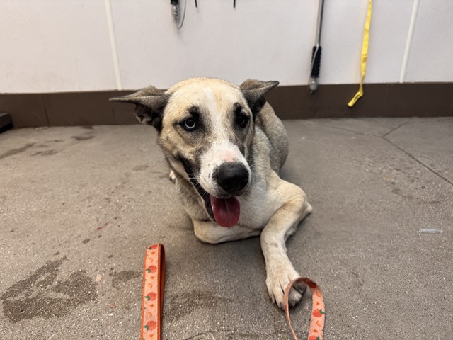 Shelter Stray Female Dog last seen , 4000 N Silverbell Rd, Tucson, AZ 85745, USA