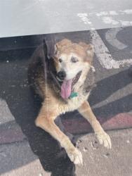 Shelter Stray Female Dog last seen Near BLOCK FRANKFORT AVE, 3528 Newburg Rd, Louisville, KY 40218, USA