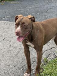 Found/Stray Female Dog last seen 35th and powerline, Oakland Park, FL 33311
