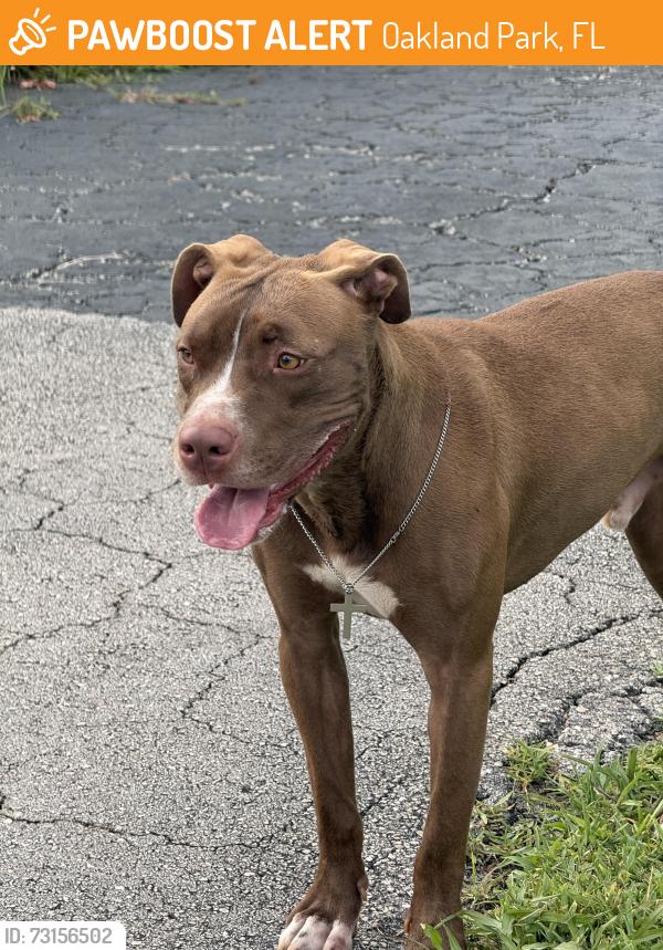 Found/Stray Female Dog last seen 35th and powerline, Oakland Park, FL 33311