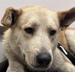 Shelter Stray Male Dog last seen , 4000 N Silverbell Rd, Tucson, AZ 85745, USA