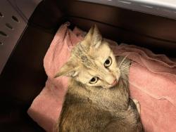 Shelter Stray Female Cat last seen Near BLK E PLYMOUTH ST, LONG BEACH, CA 90805, 7700 E Spring St, Long Beach, CA 90815, USA