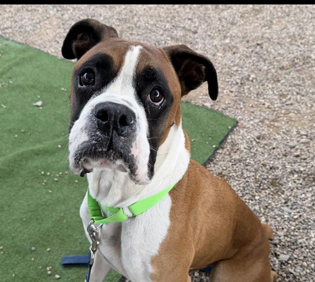 Shelter Stray Male Dog last seen , 4000 N Silverbell Rd, Tucson, AZ 85745, USA