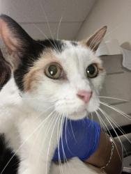 Shelter Stray Female Cat last seen Near BLK E SPRING ST, LONG BEACH, CA 90815, 7700 E Spring St, Long Beach, CA 90815, USA