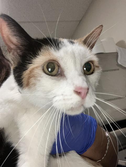 Shelter Stray Female Cat last seen Near BLK E SPRING ST, LONG BEACH, CA 90815, 7700 E Spring St, Long Beach, CA 90815, USA