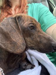 Found/Stray Male Dog last seen Lindstrom Road, Crosby, TX 77532