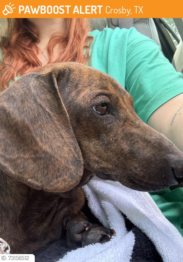 Found/Stray Male Dog last seen Lindstrom Road, Crosby, TX 77532