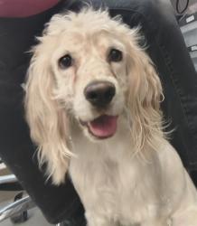 Shelter Stray Male Dog last seen , 4000 N Silverbell Rd, Tucson, AZ 85745, USA