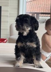 Reunited Female Dog last seen Shaw road and 27th, Puyallup, WA 98374