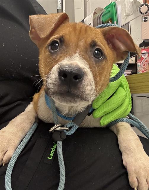 Shelter Stray Male Dog last seen Near, 2600 S Harding St, Indianapolis, IN 46221, USA