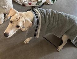 Shelter Stray Female Dog last seen Near BLOCK EXCELLENCE DR, 4710 TX-151, San Antonio, TX 78227, USA