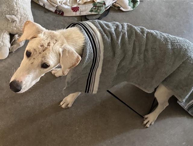 Shelter Stray Female Dog last seen Near BLOCK EXCELLENCE DR, 4710 TX-151, San Antonio, TX 78227, USA