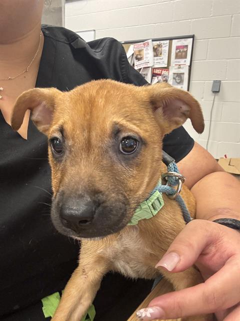 Shelter Stray Female Dog last seen Near, 2600 S Harding St, Indianapolis, IN 46221, USA