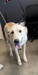 Shelter Stray Female Dog last seen Near BLOCK EXCELLENCE DR, 4710 TX-151, San Antonio, TX 78227, USA