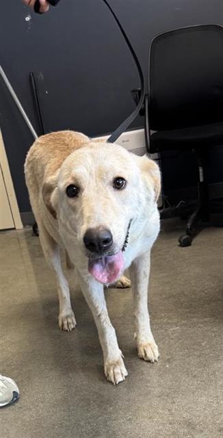 Shelter Stray Female Dog last seen Near BLOCK EXCELLENCE DR, 4710 TX-151, San Antonio, TX 78227, USA