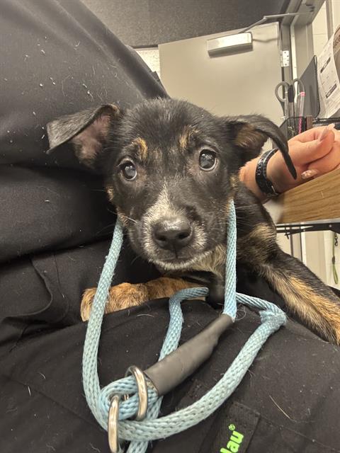 Shelter Stray Female Dog last seen Near, 2600 S Harding St, Indianapolis, IN 46221, USA