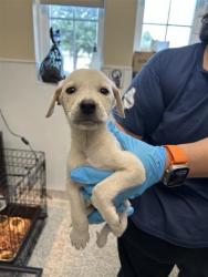 Shelter Stray Male Dog last seen Near BLOCK EXCELLENCE DR, 4710 TX-151, San Antonio, TX 78227, USA