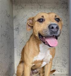 Shelter Stray Male Dog last seen Near, 2600 S Harding St, Indianapolis, IN 46221, USA