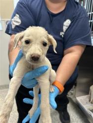 Shelter Stray Female Dog last seen Near BLOCK EXCELLENCE DR, 4710 TX-151, San Antonio, TX 78227, USA