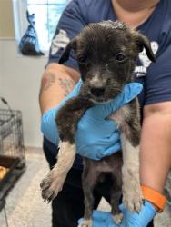 Shelter Stray Female Dog last seen Near BLOCK EXCELLENCE DR, 4710 TX-151, San Antonio, TX 78227, USA
