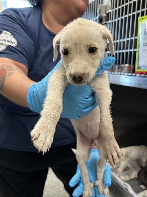 Shelter Stray Female Dog last seen Near BLOCK EXCELLENCE DR, 4710 TX-151, San Antonio, TX 78227, USA
