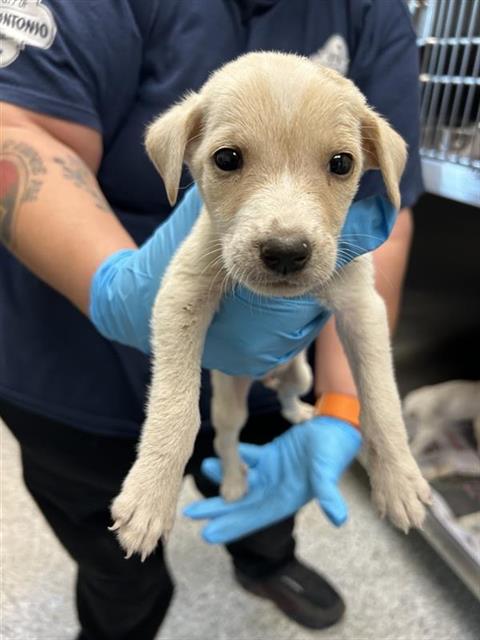 Shelter Stray Male Dog last seen Near BLOCK EXCELLENCE DR, 4710 TX-151, San Antonio, TX 78227, USA