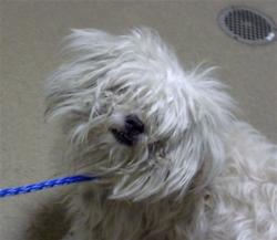 Shelter Stray Female Dog last seen Near BLOCK N FEDERAL BLVD, DENVER CO 80219, 1241 W Bayaud Ave, Denver, CO 80223, USA