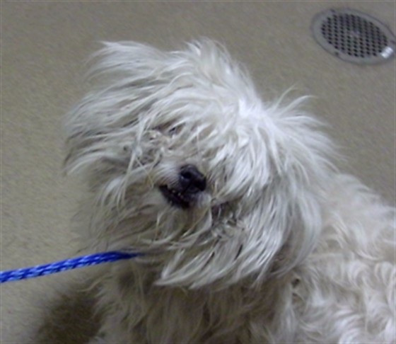 Shelter Stray Female Dog last seen Near BLOCK N FEDERAL BLVD, DENVER CO 80219, 1241 W Bayaud Ave, Denver, CO 80223, USA