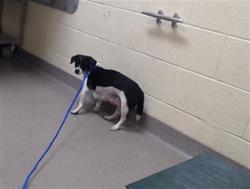 Shelter Stray Female Dog last seen Near BLOCK E OLMSTED PL, DENVER CO 80239, 1241 W Bayaud Ave, Denver, CO 80223, USA