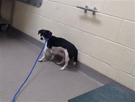 Shelter Stray Female Dog last seen Near BLOCK E OLMSTED PL, DENVER CO 80239, 1241 W Bayaud Ave, Denver, CO 80223, USA