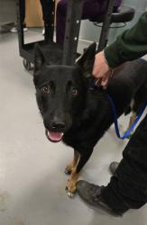 Shelter Stray Male Dog last seen DOMINIGONI AND WINCHESTER, HEMET CITY, 581 S Grand Ave, San Jacinto, CA 92582, USA
