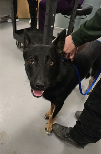 Shelter Stray Male Dog last seen DOMINIGONI AND WINCHESTER, HEMET CITY, 581 S Grand Ave, San Jacinto, CA 92582, USA