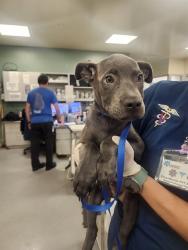 Shelter Stray Male Dog last seen IDYLLWILD AVE/SAN JACINTO ST, HEMET CA 92544, 581 S Grand Ave, San Jacinto, CA 92582, USA
