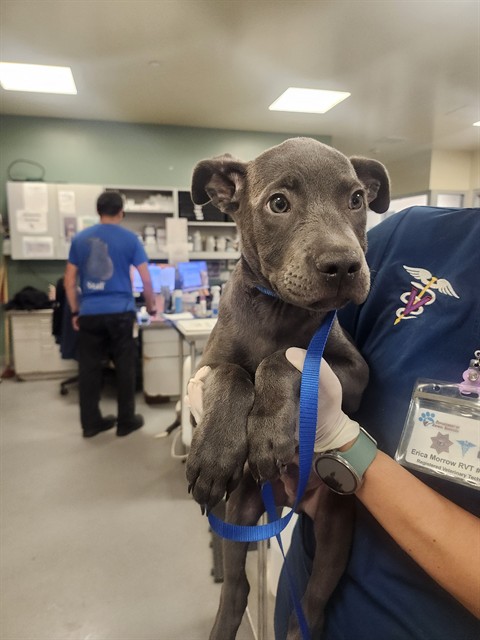 Shelter Stray Male Dog last seen IDYLLWILD AVE/SAN JACINTO ST, HEMET CA 92544, 581 S Grand Ave, San Jacinto, CA 92582, USA