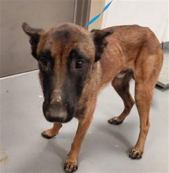 Shelter Stray Male Dog last seen Near BLOCK GRANT AVE, HEMET, CA, 581 S Grand Ave, San Jacinto, CA 92582, USA