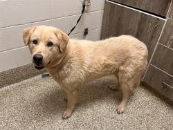 Shelter Stray Male Dog last seen Near BLOCK S STATE ROAD 71, LIMON CO 80828, 610 Abbot Ln, Colorado Springs, CO 80905, USA