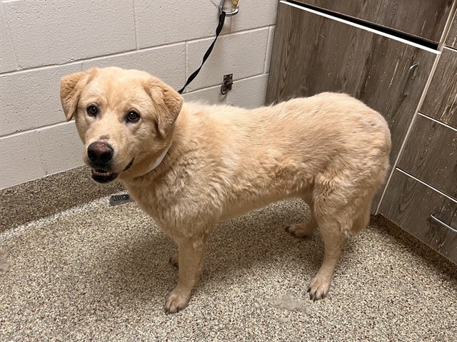 Shelter Stray Male Dog last seen Near BLOCK S STATE ROAD 71, LIMON CO 80828, 610 Abbot Ln, Colorado Springs, CO 80905, USA