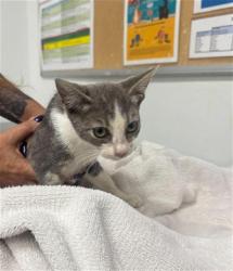 Shelter Stray Female Cat last seen , 600 Aviation Dr, Camarillo, CA 93010, USA