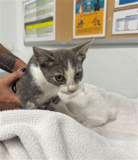 Shelter Stray Female Cat last seen , 600 Aviation Dr, Camarillo, CA 93010, USA