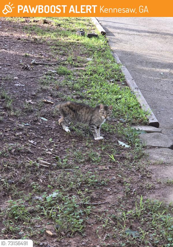 Found/Stray Unknown Cat last seen Douglas Ln and Timber Lake Rd, Kennesaw, GA 30144