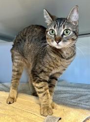 Shelter Stray Female Cat last seen ROSA PARKS ELEMENTARY HOLLIS NEAR WEBSTER, 1419 Bryant St, San Francisco, CA 94103, USA