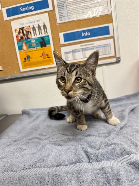 Shelter Stray Male Cat last seen , 600 Aviation Dr, Camarillo, CA 93010, USA