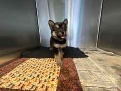 Shelter Stray Female Dog last seen , 5210 W Ave I, Lancaster, CA 93536, USA
