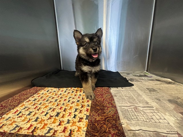 Shelter Stray Female Dog last seen , 5210 W Ave I, Lancaster, CA 93536, USA