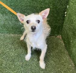 Shelter Stray Male Dog last seen , 5210 W Ave I, Lancaster, CA 93536, USA